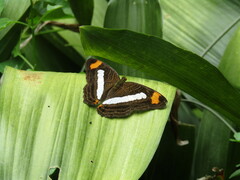 Adelpha iphiclus