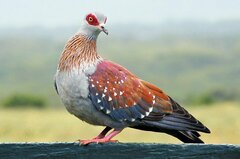 Columba guinea