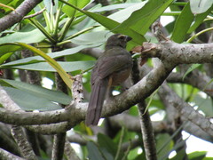 Saltator coerulescens
