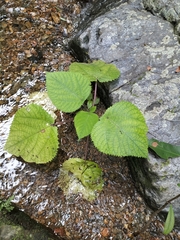 Dendrocnide moroides