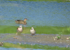Heteronetta atricapilla