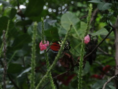 Heliconius hecale