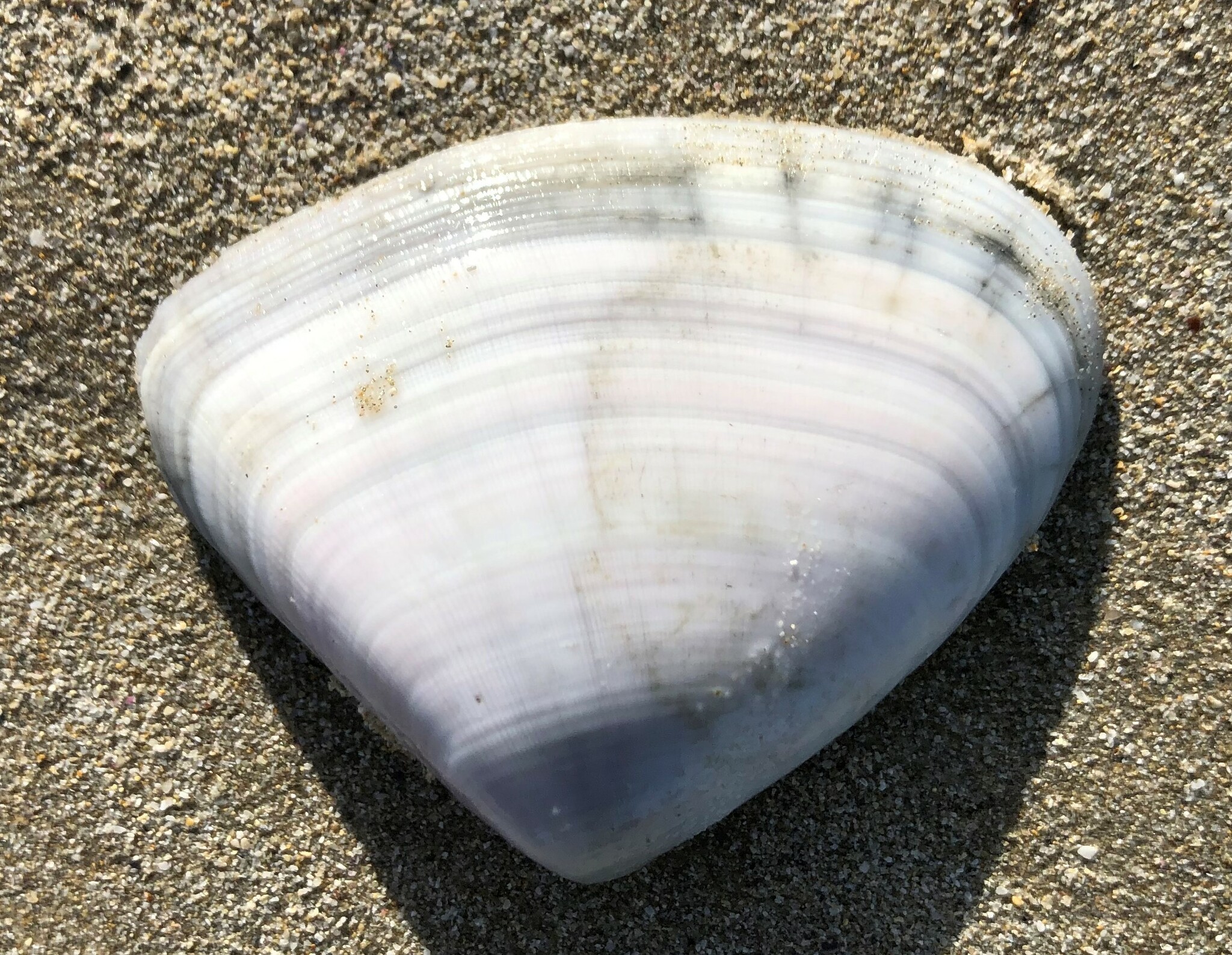 Donacidae