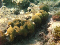 Orbicella
