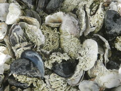 Ficopomatus enigmaticus