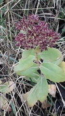 Hylotelephium spectabile