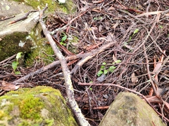 Pterostylis scabrida