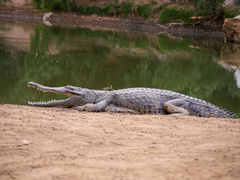 Crocodylus johnstoni