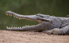 Crocodylus johnstoni