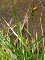Carex austroflaccida