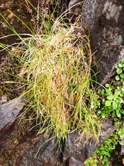 Carex austrotenella