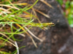 Carex austrotenella