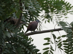 Streptopelia tranquebarica humilis