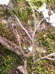 Athrotaxis × laxifolia