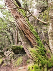 Athrotaxis × laxifolia