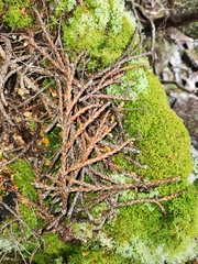 Athrotaxis × laxifolia