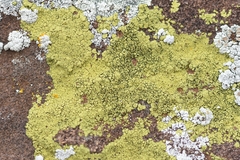 Acarosporaceae