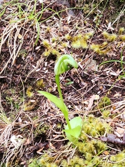 Pterostylis dubia
