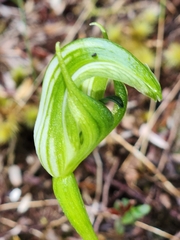 Pterostylis dubia