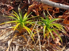 Cyperus pedunculatus