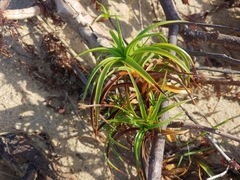 Cyperus pedunculatus