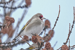 Eastern Goldfinch photo 4