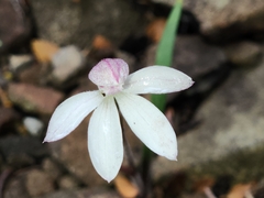 Caladenia alpina