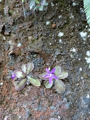 Pinguicula moranensis