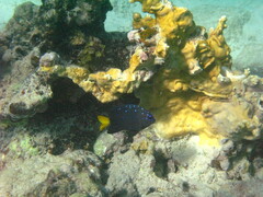 Microspathodon chrysurus