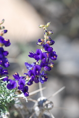 Psorothamnus arborescens minutifolius