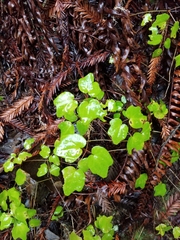 Vancouveria hexandra