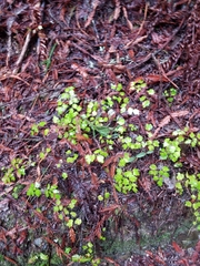 Vancouveria hexandra