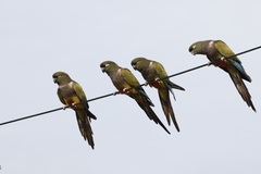 Cyanoliseus patagonus