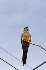 Cyanoliseus patagonus