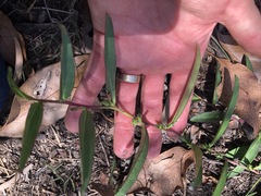 Eremophila debilis