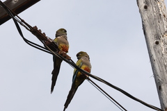 Cyanoliseus patagonus