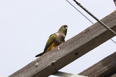 Cyanoliseus patagonus