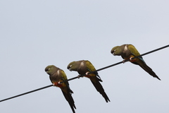 Cyanoliseus patagonus