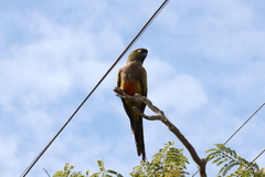 Cyanoliseus patagonus