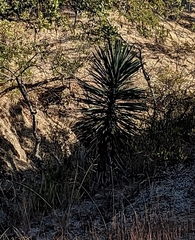 Yucca capensis