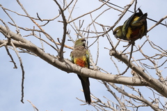Cyanoliseus patagonus