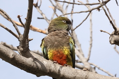 Cyanoliseus patagonus