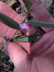 Eremophila debilis