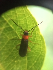 Cantharidae