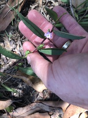 Eremophila debilis