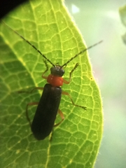 Cantharidae