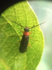 Cantharidae
