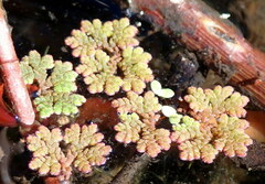 Azolla caroliniana