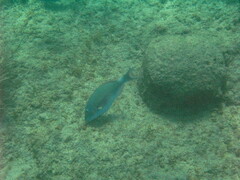 Sparisoma chrysopterum