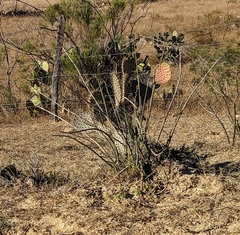 Opuntia caboensis